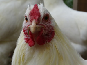 DSC00935